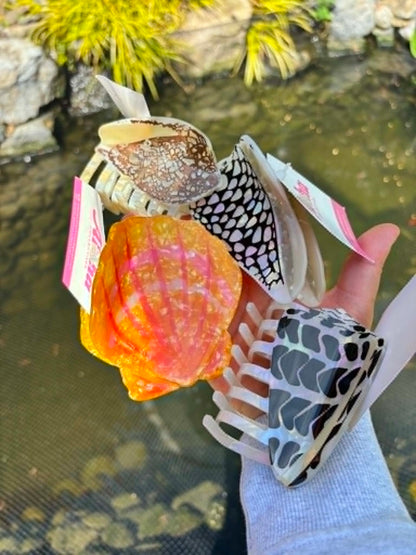 Claw Clip, Hebrew Shell